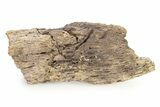 Fossil Hadrosaur (Edmontosaurus?) Jaw Section - Montana #316411-1